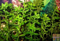 БАКОПА КАРОЛИНСКАЯ размер S растение для аквариума/Bacopa caroliniana/