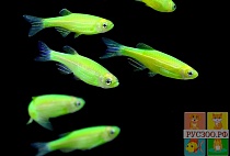 ДАНИО GLO FISH ЭЛЕКТРИЧЕСКИЙ ЗЕЛЕНЫЙ размер.M рыбка для аквариума/Danio Glofish Eleci green/ 