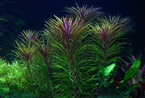 ПОГЕСТЕМОН СТЕЛЛАТУС размер M растение для аквариума/Pogostemon stellatus/