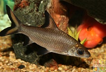 АКУЛИЙ-БАЛУ размер S рыбка для аквариума/Balantioheilos melanopterus/ 