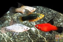 ПЕЦИЛИЯ АССОРТИ размер L рыбка для аквариума/Xiphophorus maculatus Assorted/ 
