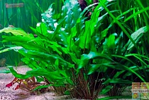 КРИПТОКОРИНА ВЕНДТА зеленая размер.M растение для аквариума/Cryptocoryne wendtii Green/