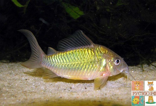  КОРИДОРАС БРОХИС ИЗУМРУДНЫЙ СМАРАГДОВЫЙ размер M рыбка для аквариума/Brochis splendens/ 