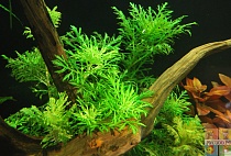 ГИГРОФИЛА ОДОРА размер M растение для аквариума/Hygrophilla Odora/