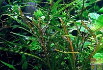 РДЕСТ ГАЙА размер M  растение для аквариума/Potamogeton gayi/