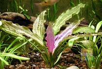 ЭХИНОДОРУС ОРИЕНТАЛ размер M растение для аквариума /Echinodorus ozelotJriental/