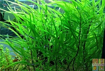 ГИГРОФИЛА ДЛИННОЛИСТНАЯ размер L растение для аквариума/Hygrophilla spec.longifolia/