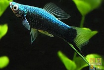 МЕЧЕНОСЕЦ ЧЕРНЫЙ размер M рыбка для аквариума/Xiphophorus hellerii Black/ 